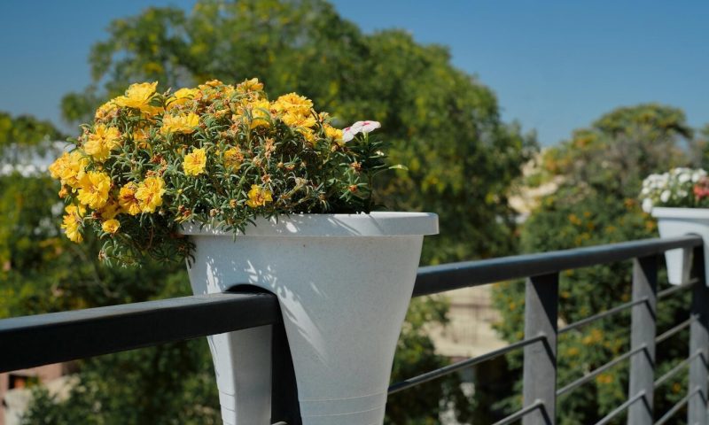 8 plantes parfaites pour un petit balcon