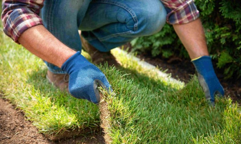 Engazonnement de jardin : Comment réussir une pelouse verdoyante et durable ?