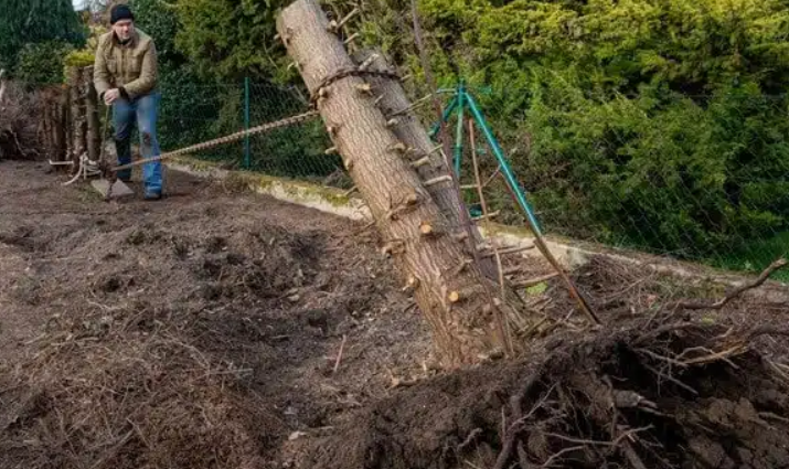 Dessouchage d’arbre : Quand et comment le faire sans abîmer votre terrain ?