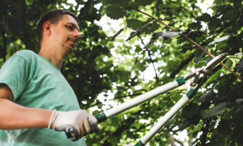 Pourquoi l’élagage est essentiel pour l’esthétique de votre jardin ?