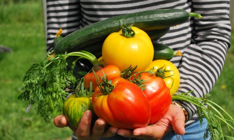 Le guide ultime pour démarrer un potager : choisir et planter ses maraîchers